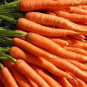 фотография  морковь, корнеплод. экстракт растительный сухой, 100г в каталоге от интернет-магазина ТравыЛечебные.РФ