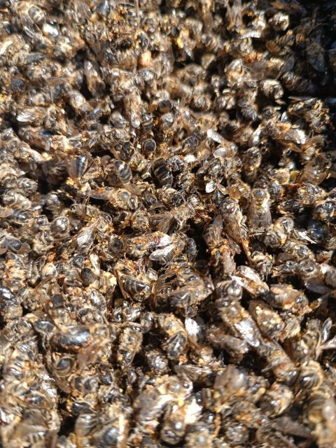 фотография  подмор пчелиный для настоек, 50г в каталоге от интернет-магазина ТравыЛечебные.РФ