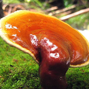 фотография  рейши, гриб. экстракт растительный сухой, 100г в каталоге от интернет-магазина ТравыЛечебные.РФ
