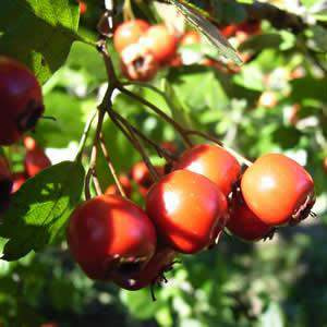 фотография  боярышник. экстракт плодово-ягодный сухой, 100г в каталоге от интернет-магазина ТравыЛечебные.РФ